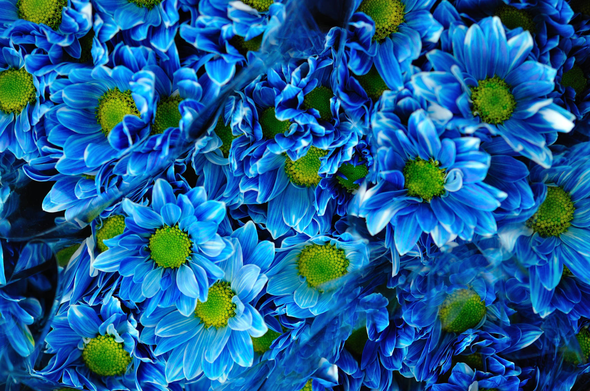 Blue Chrysanthemum Flower Bouquets
