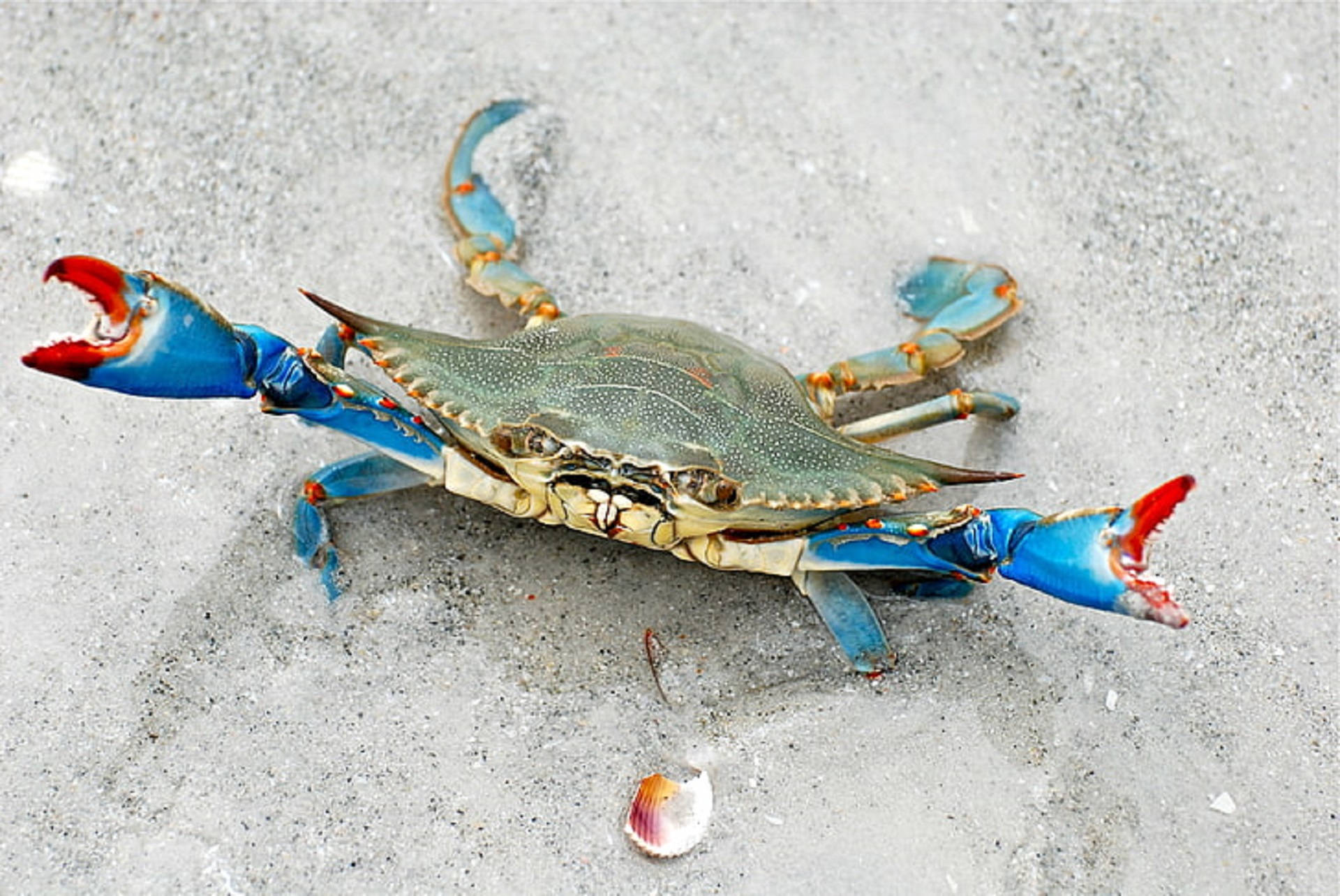 Blue Crab In Sand Background