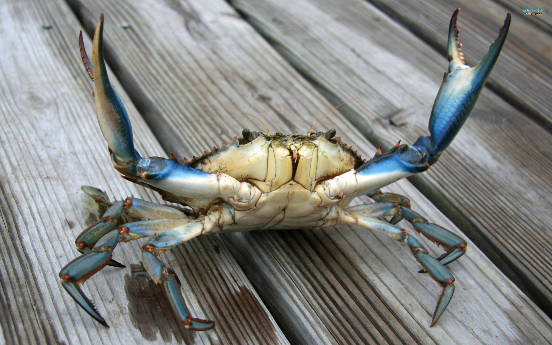 Blue Crab On Wooden Planks