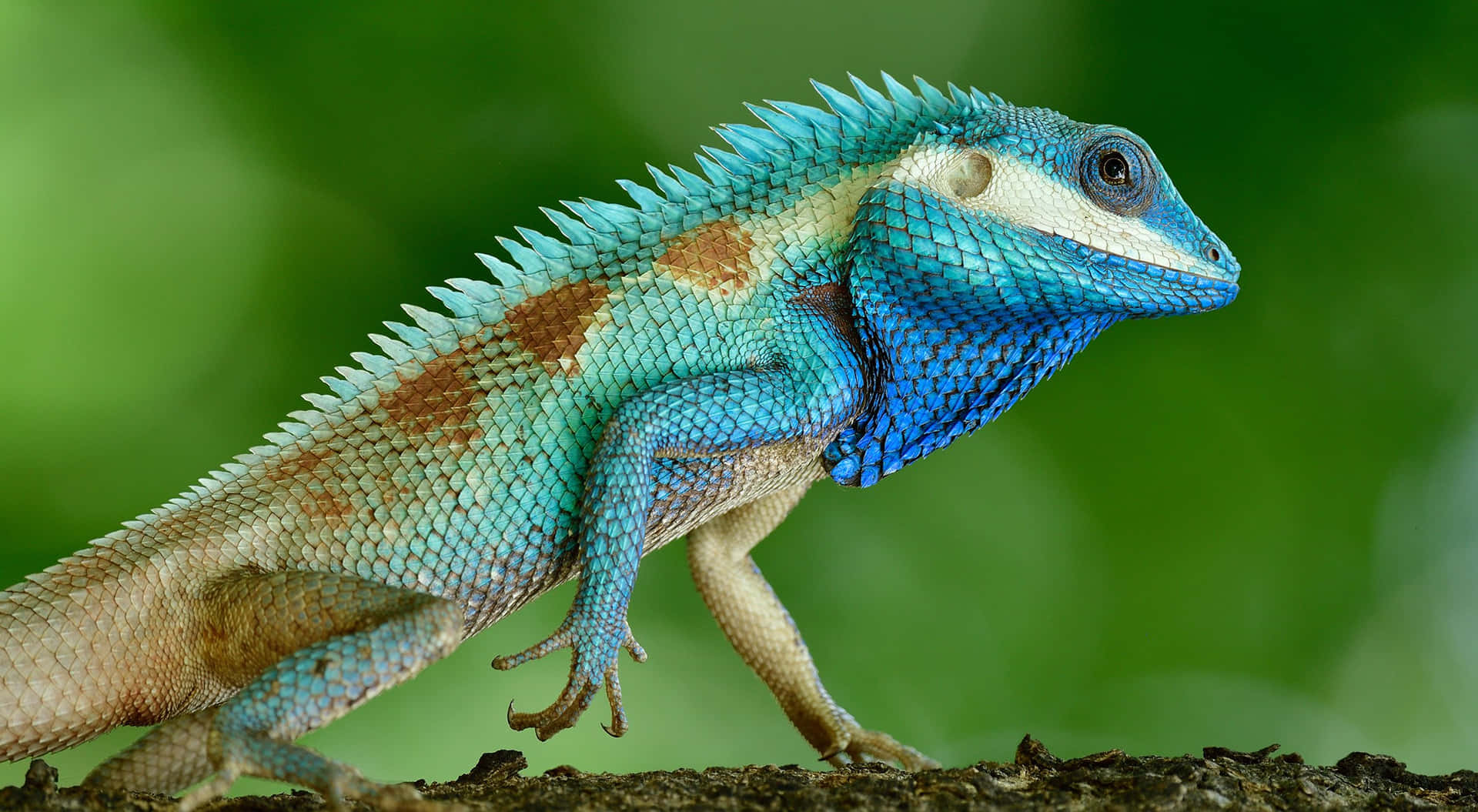 Blue Crested Lizard On Branch.jpg