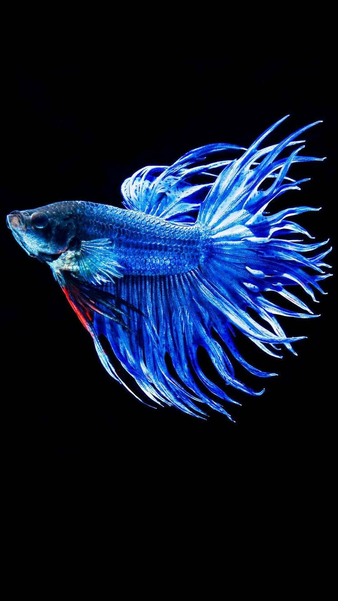 Blue Crowned Betta Fish Background