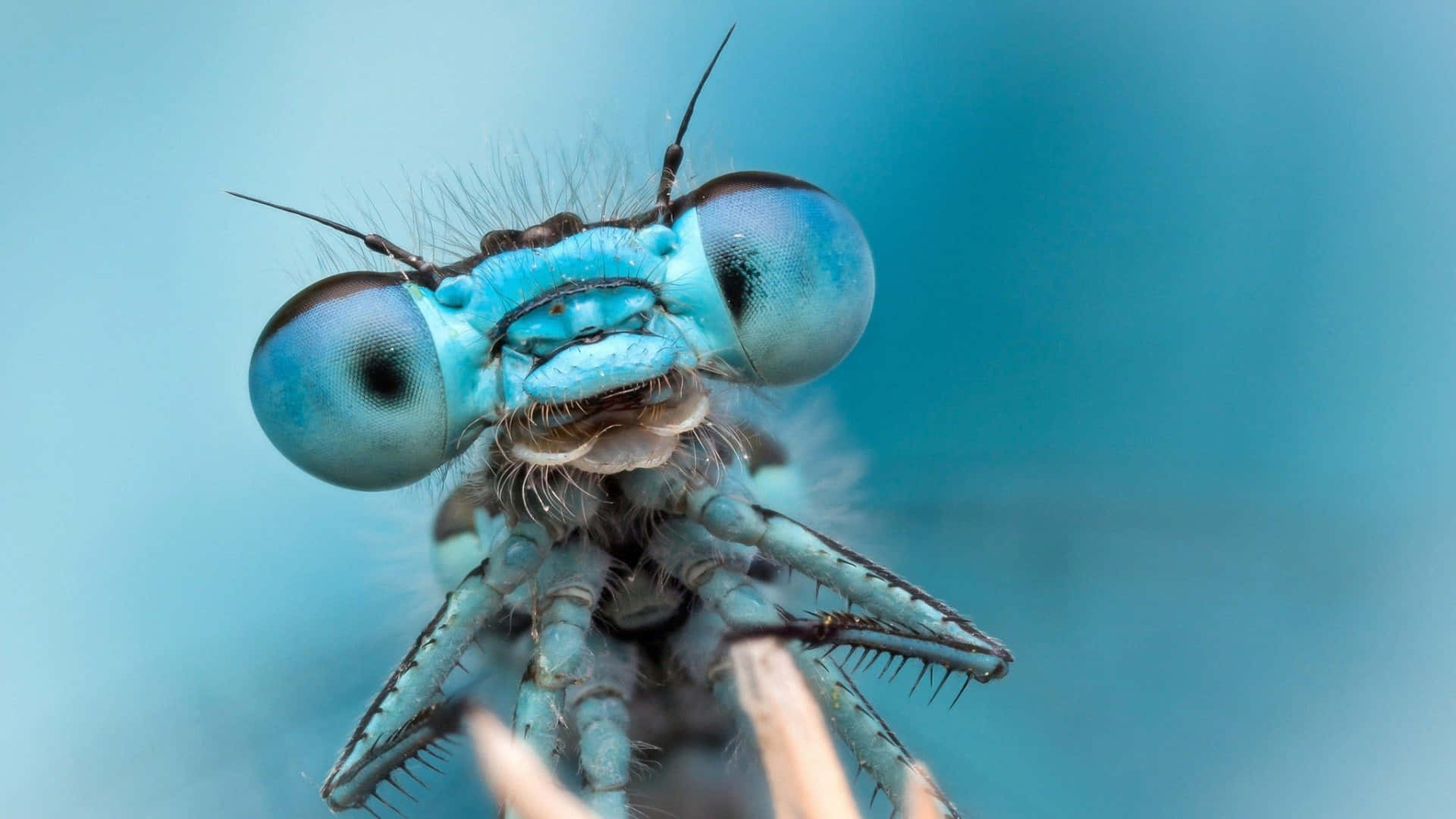 Blue Cute Insects Background