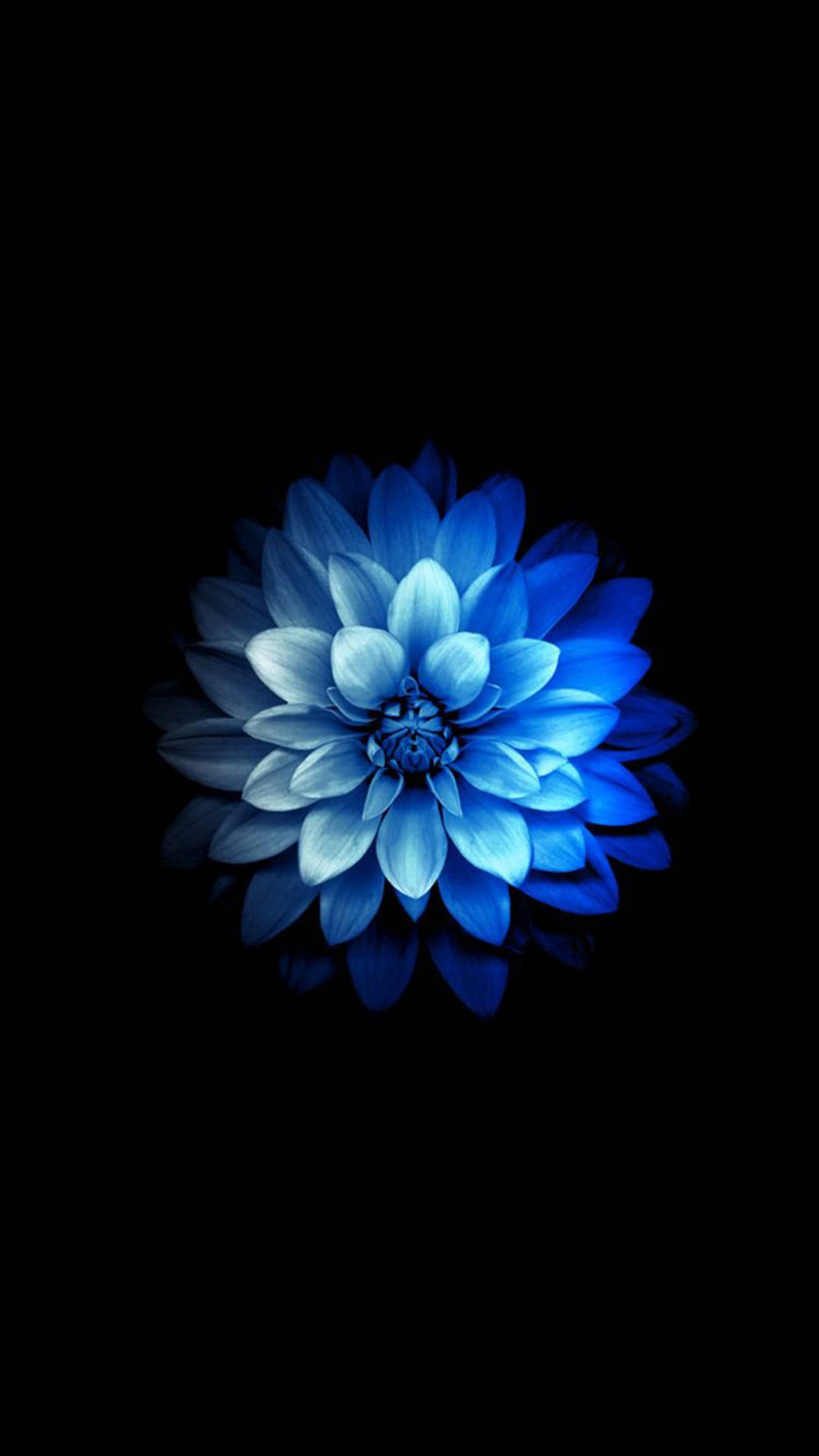 Blue Dahlia Flower Apple Background