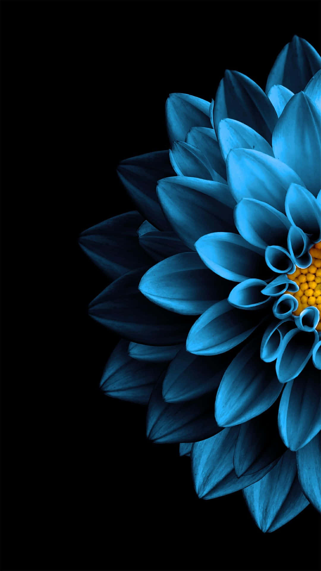 Blue Dahlia Super Amoled Display Background