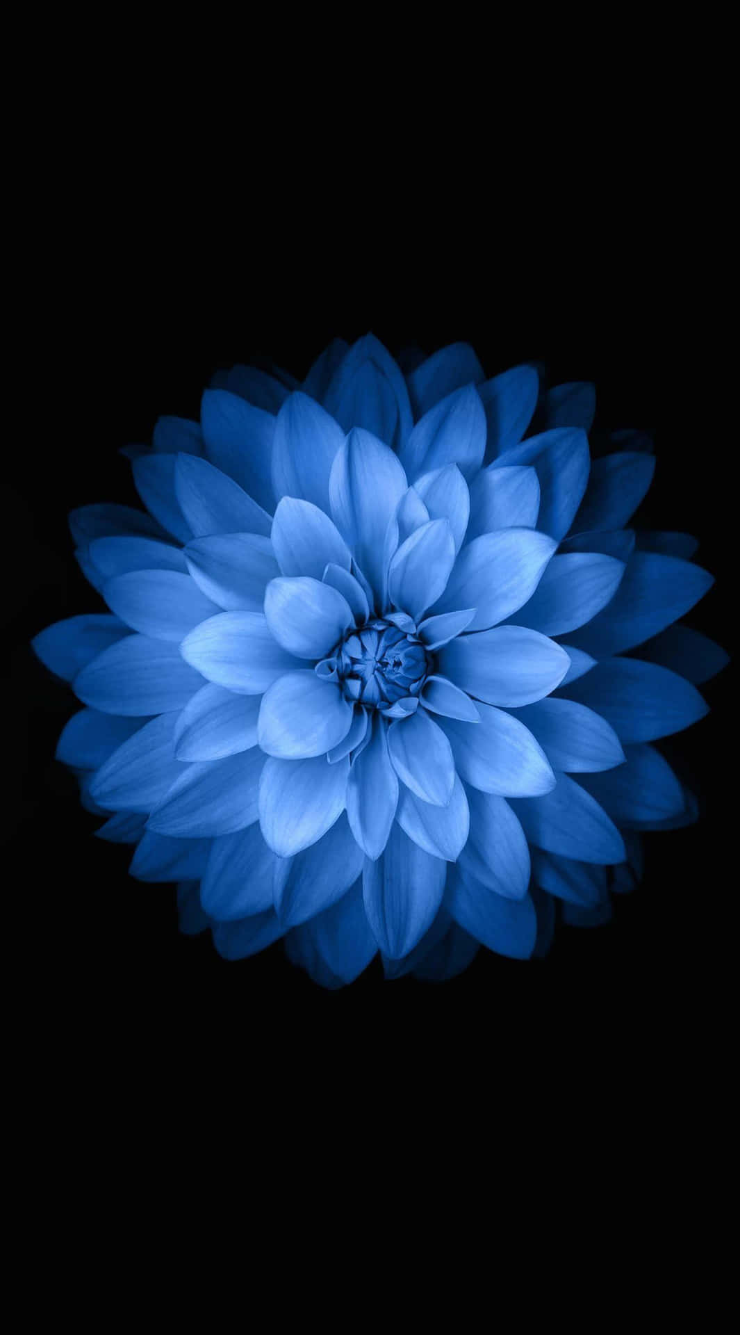 Blue Dahliaon Black Background Background