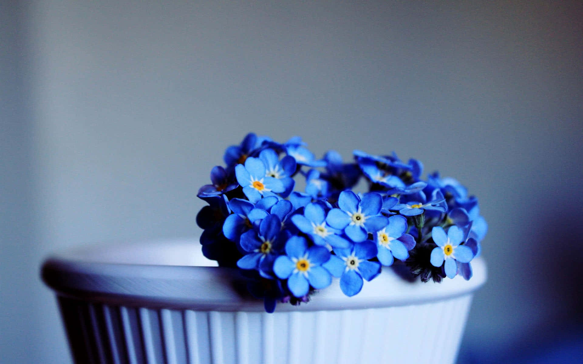Blue Daisy Flowers Against An Empty Desktop Background