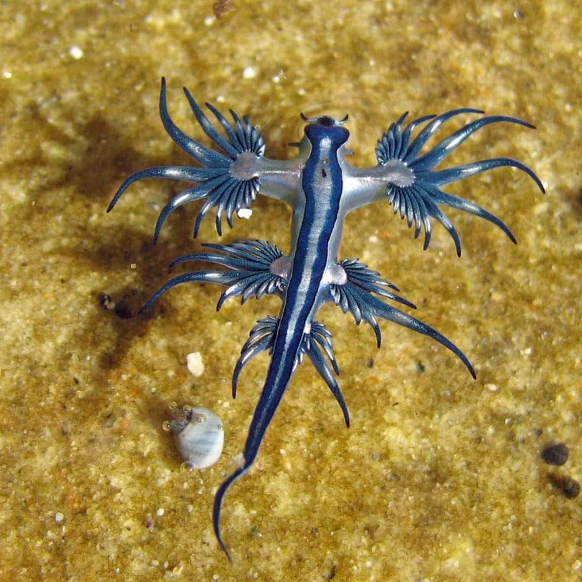 Blue Dragon Sea Slug On Sandy Bottom Background