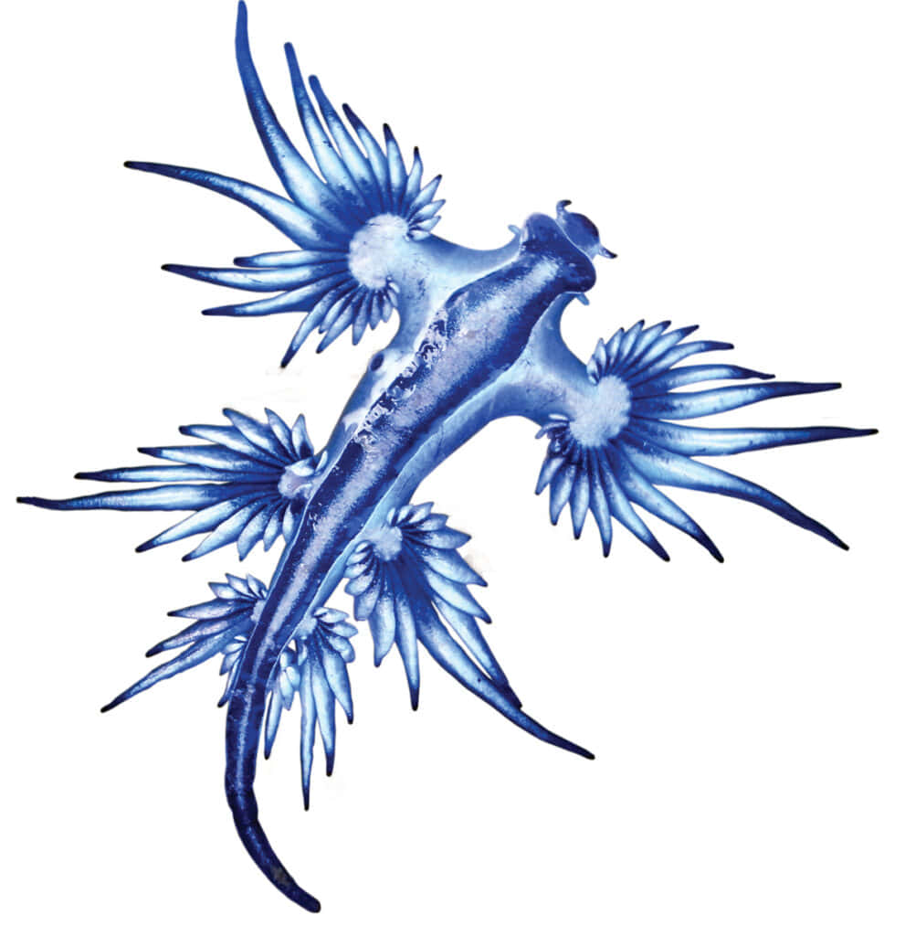 Blue Dragon Sea Slug Background