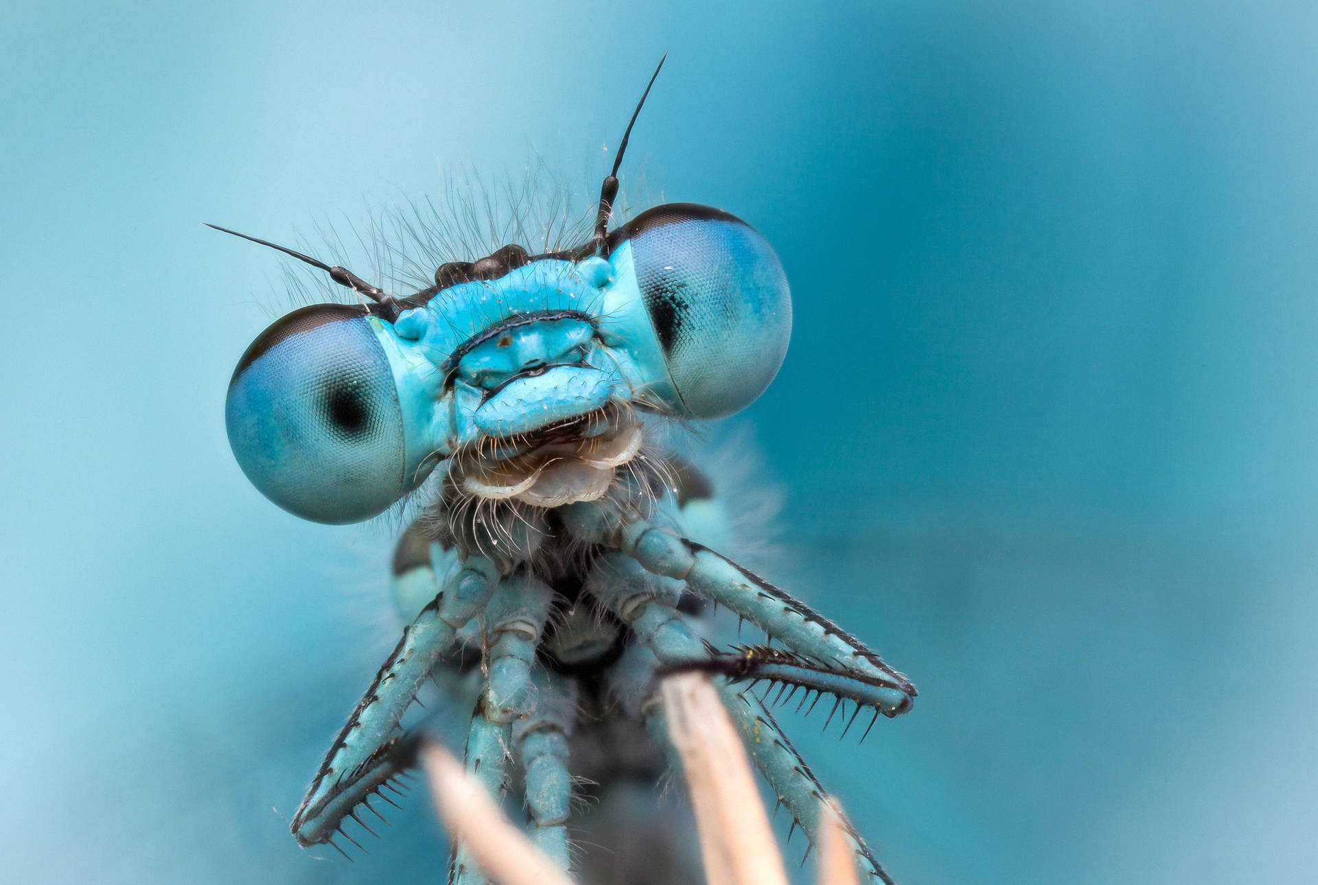 Blue Dragonfly Head Background