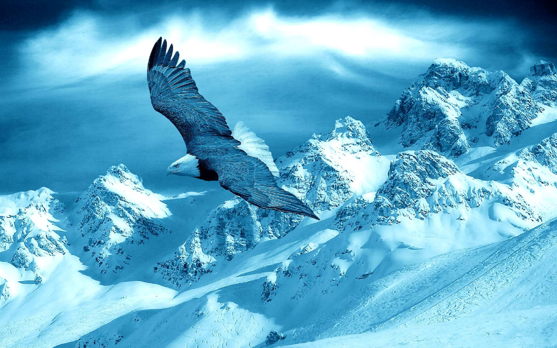 Blue Eagle Background