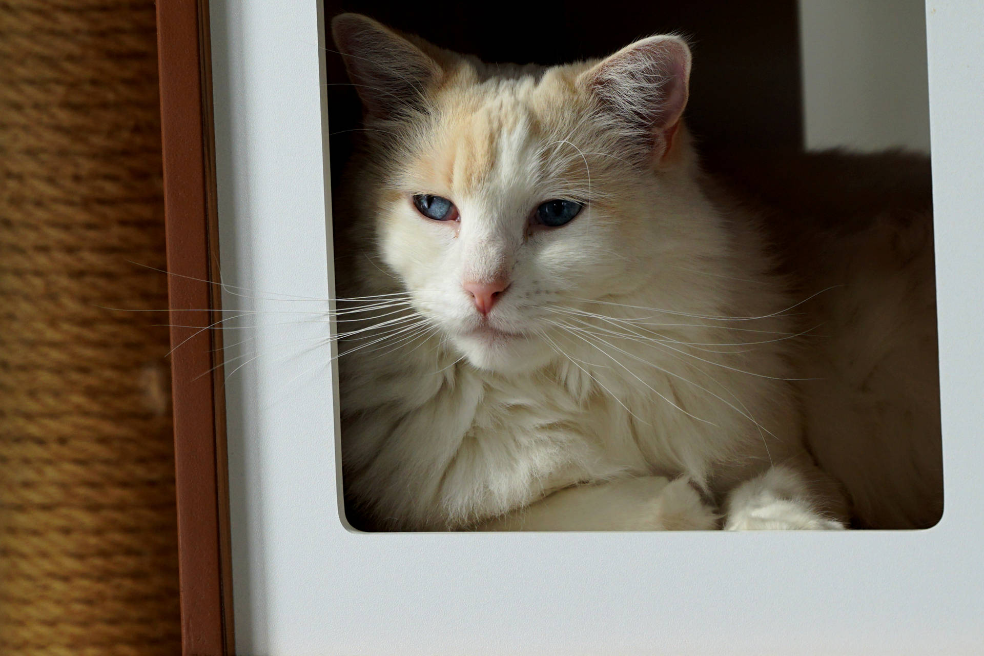 Blue-eyed Aesthetic Cat Background