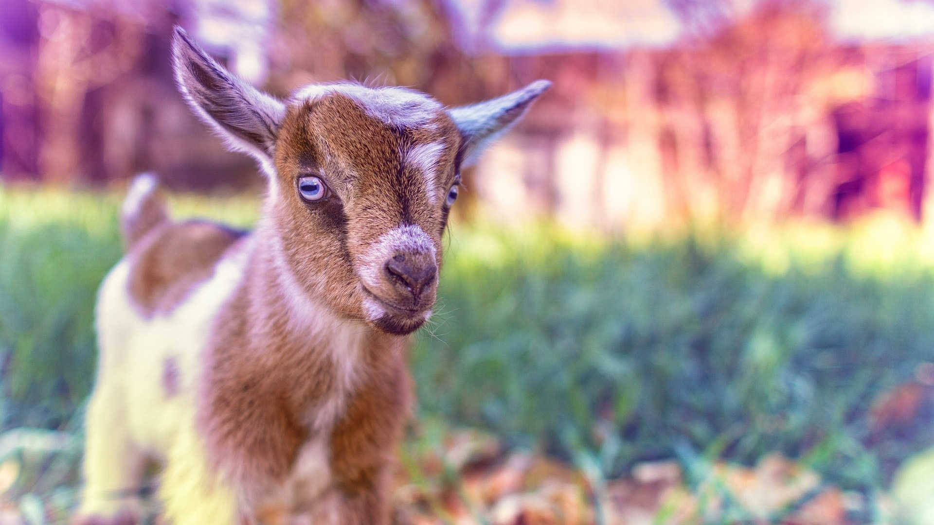 Blue-eyed Baby Goat Background