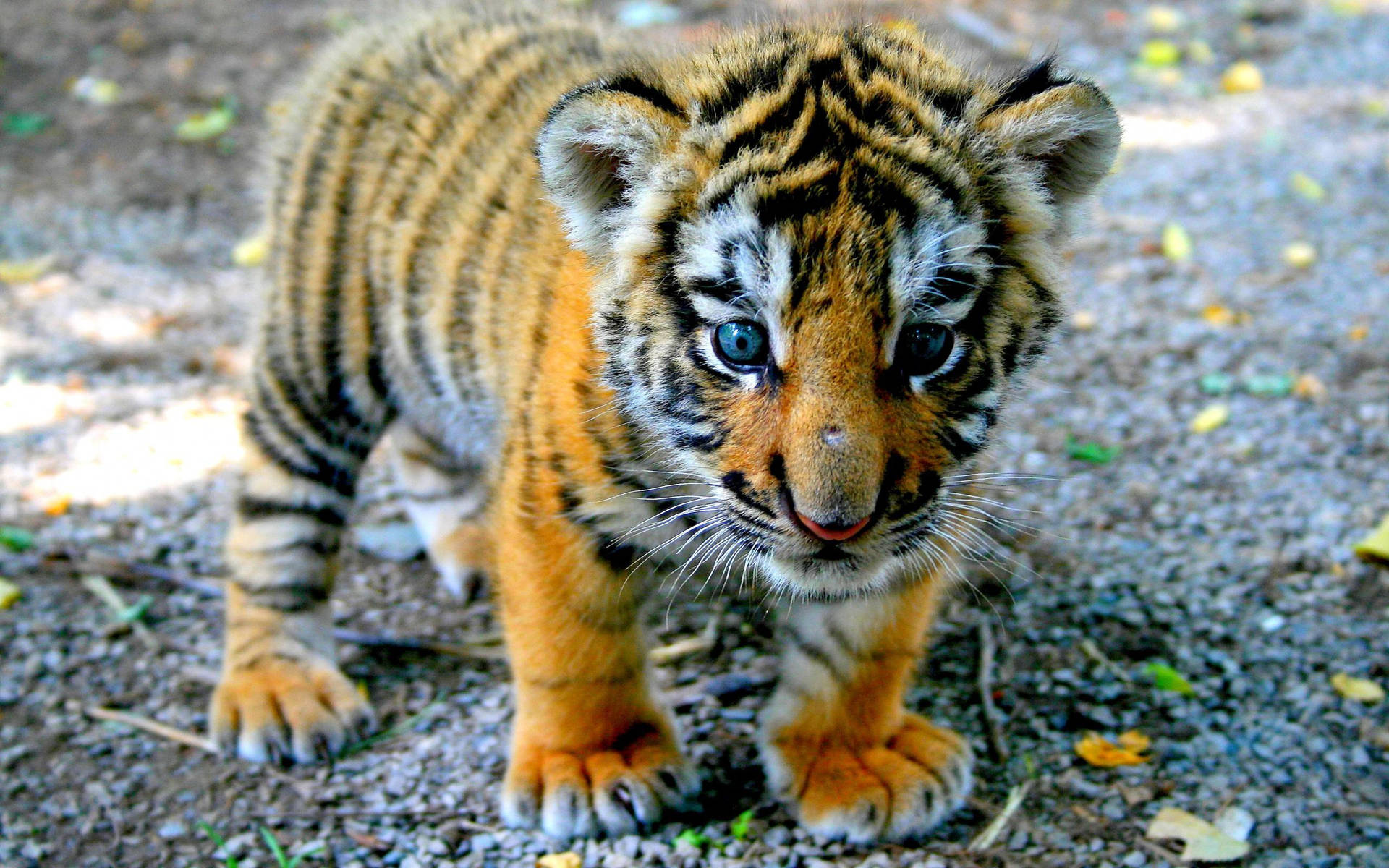 Blue-eyed Baby Tiger Background