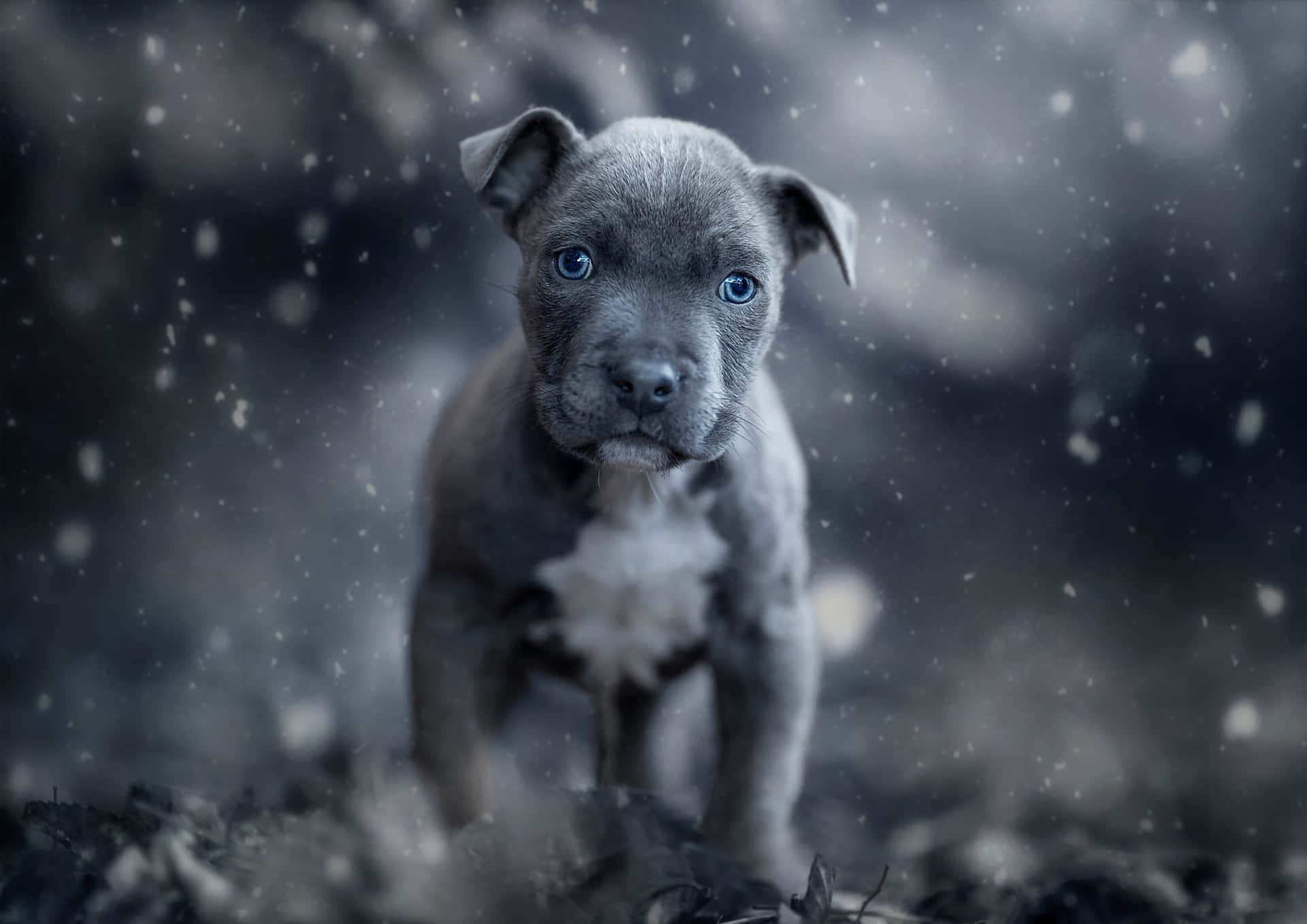 Blue Eyed Black Pitbull Background