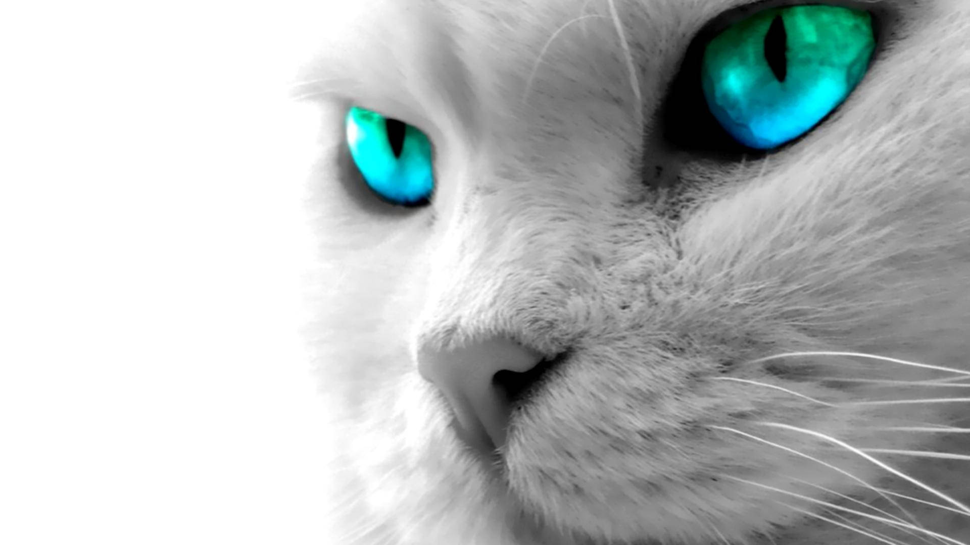 Blue-eyed Cat Computer Background