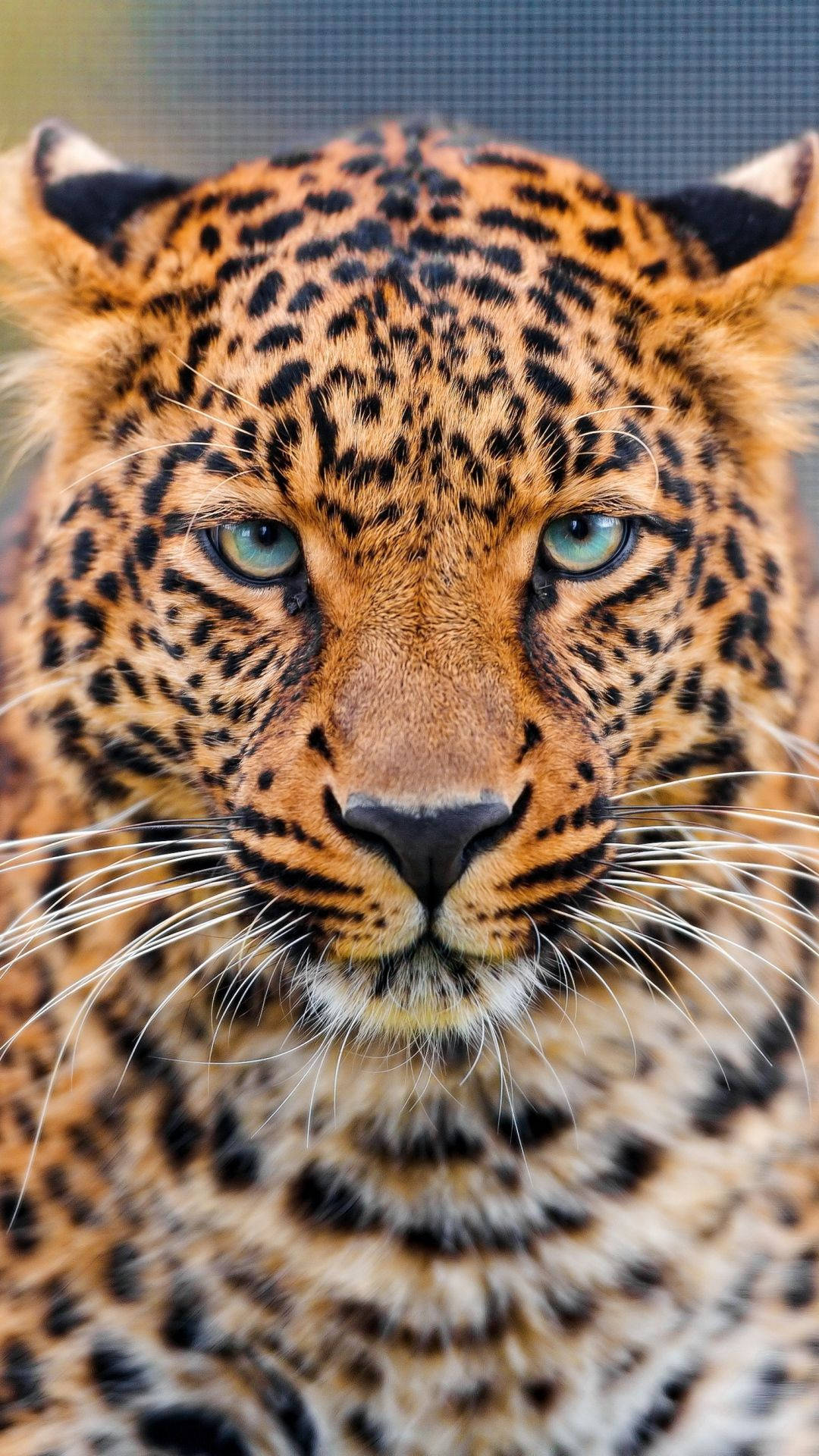 Blue Eyed Cheetah Background