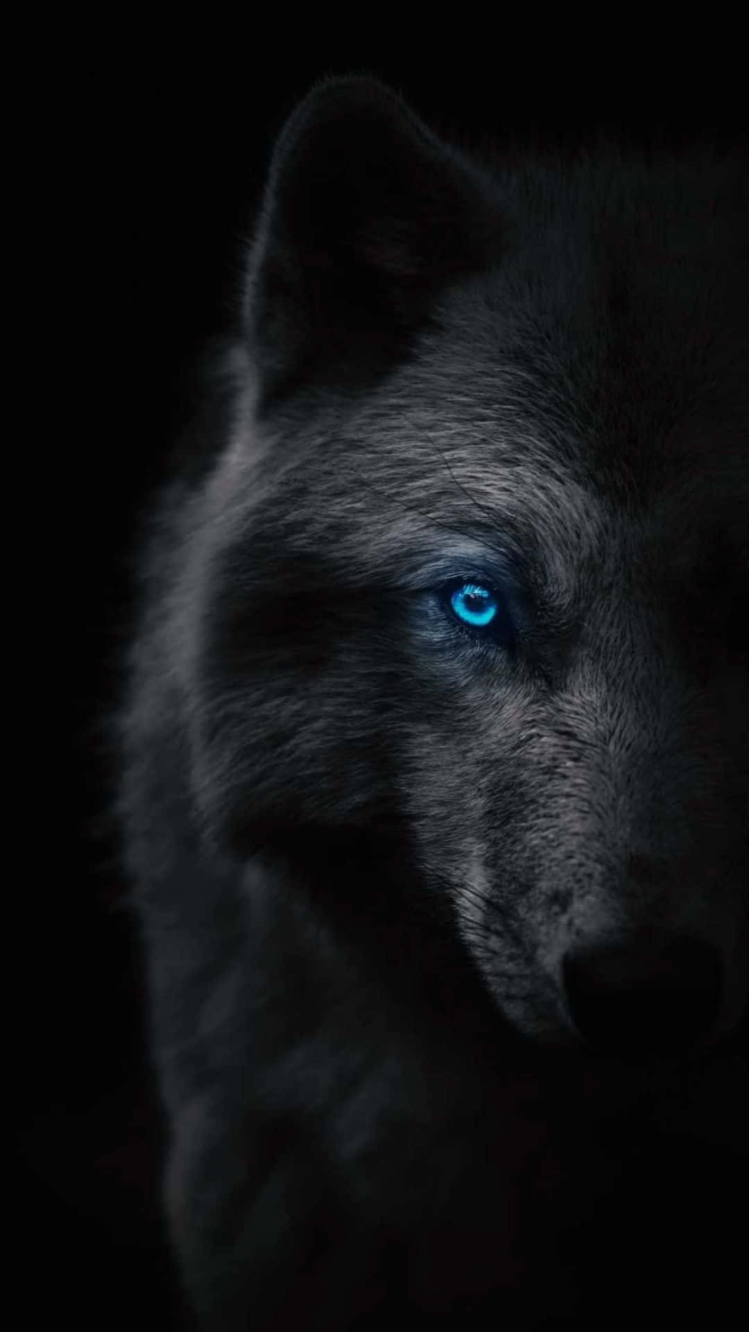 Blue-eyed Epic Wolves Background