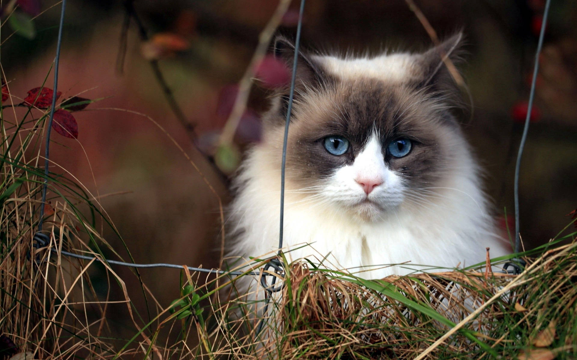Blue Eyed Furry Cat Background