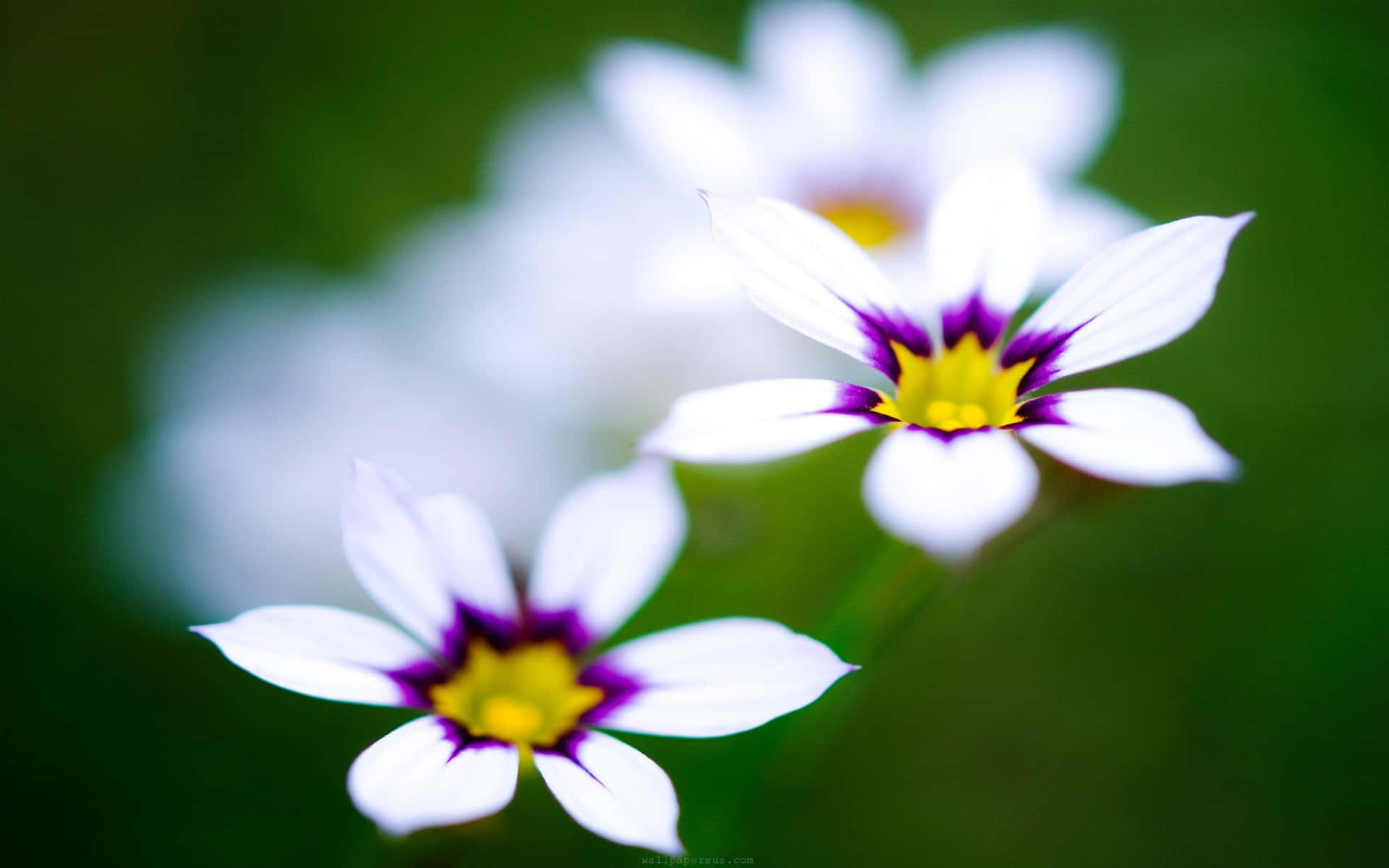 Blue Eyed Grasses Cute Flower Background