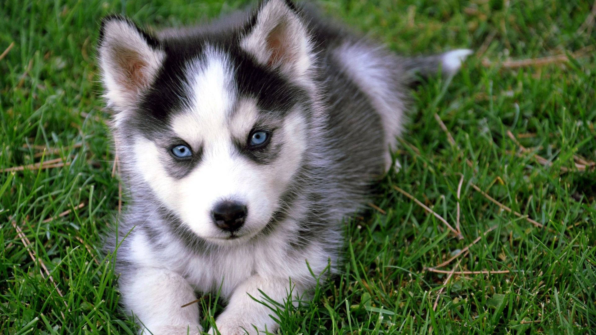 Blue-eyed Husky Puppy Background