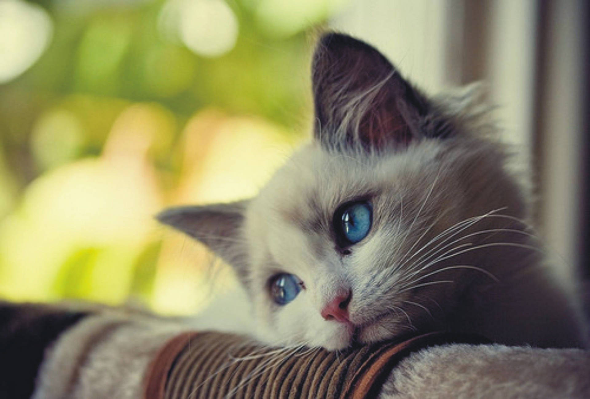 Blue-eyed Kitten On A Couch