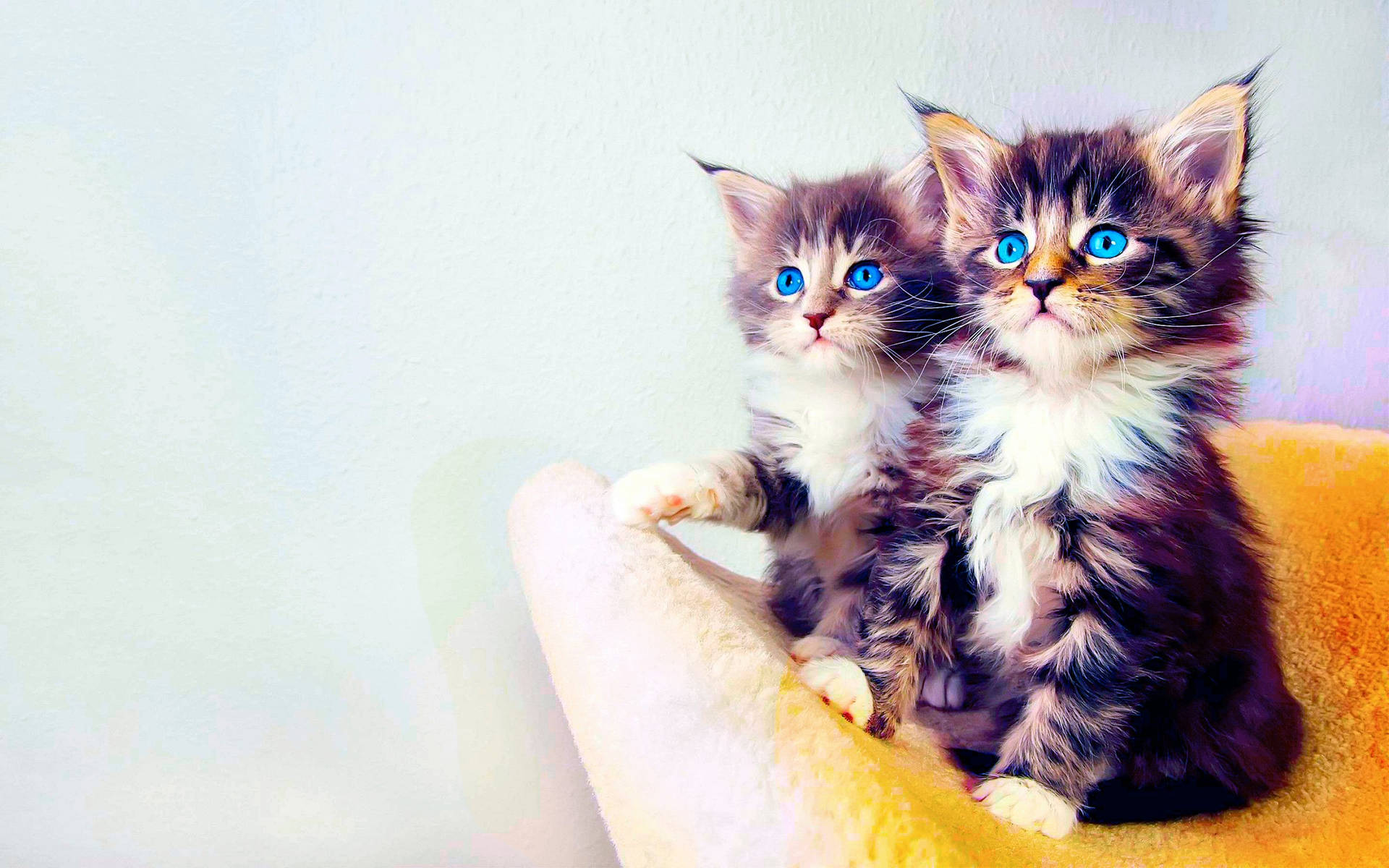 Blue-eyed Kittens Background