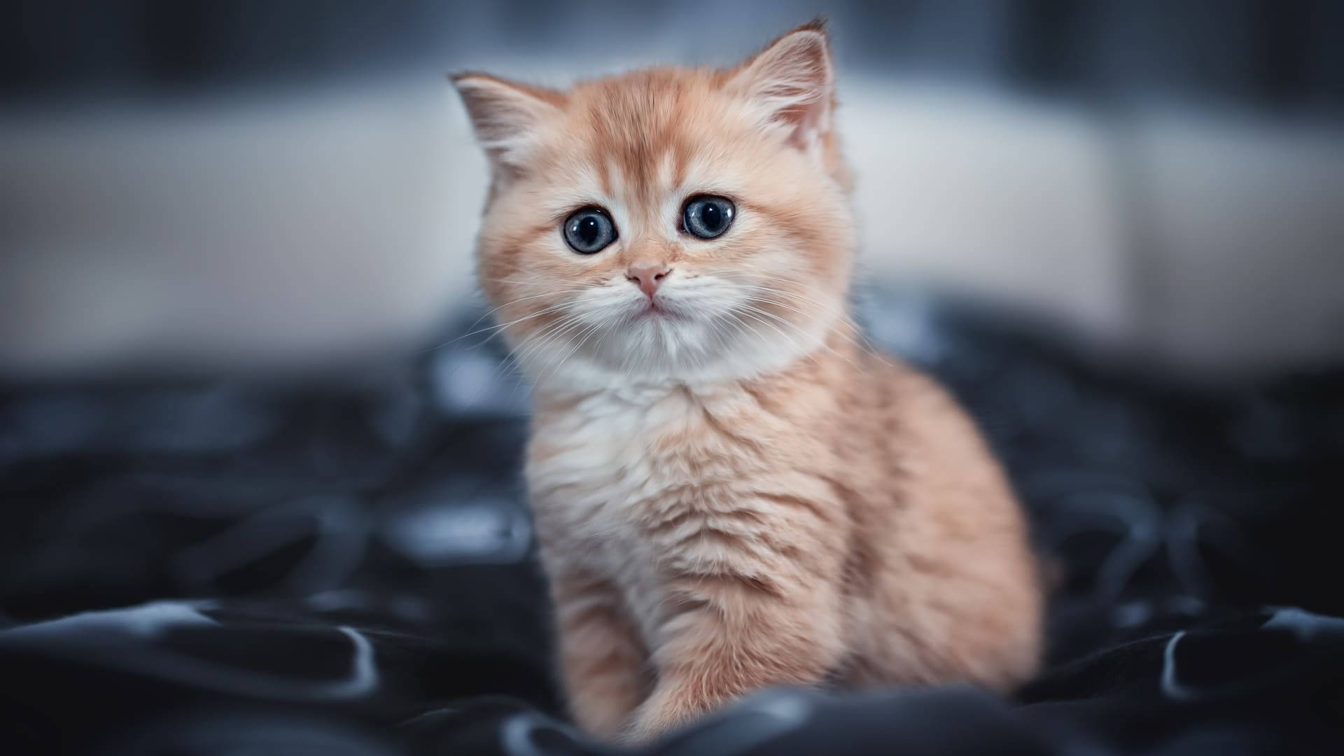 Blue-eyed Orange Aesthetic Cat Background