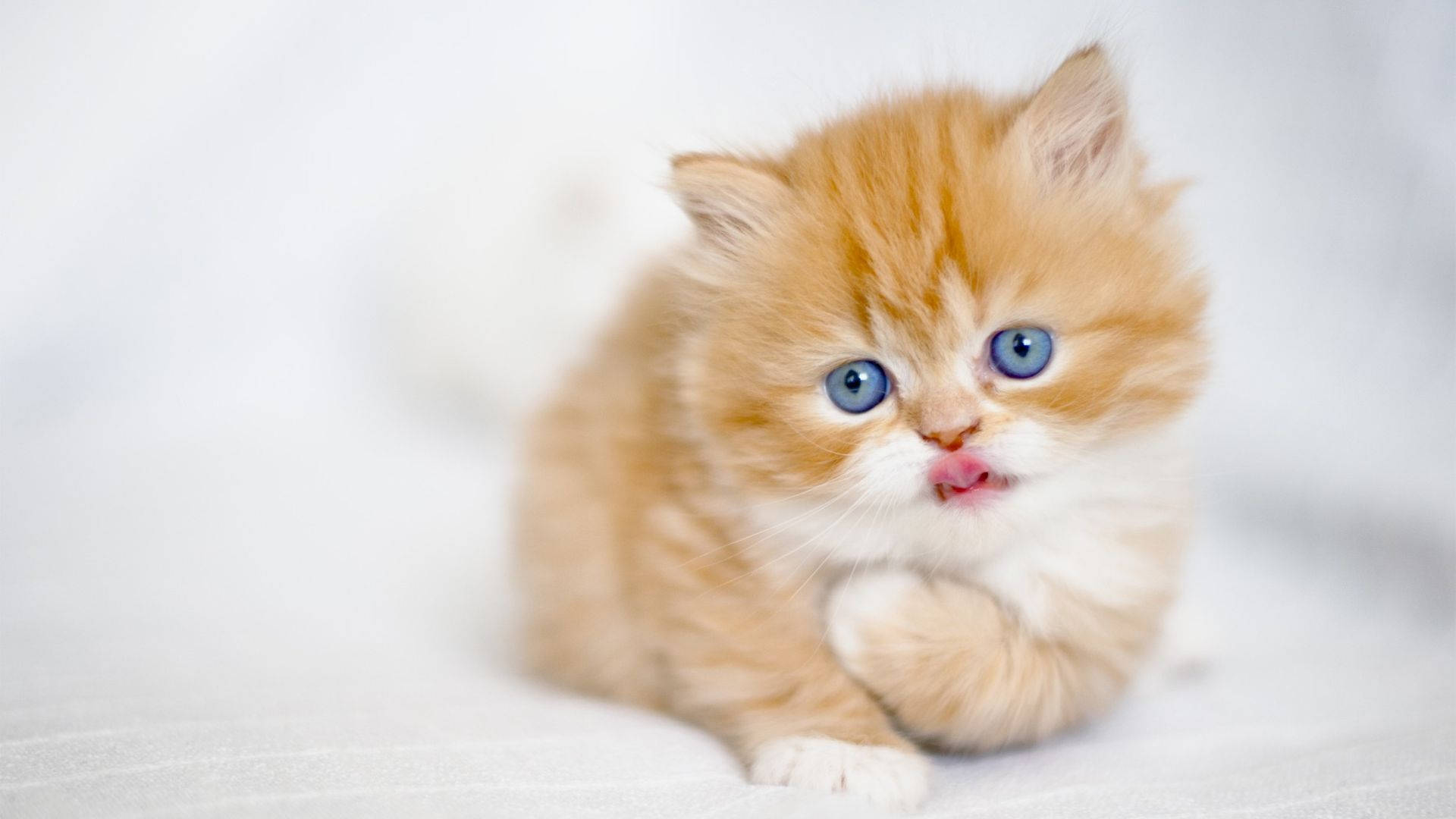 Blue-eyed Orange Kitten