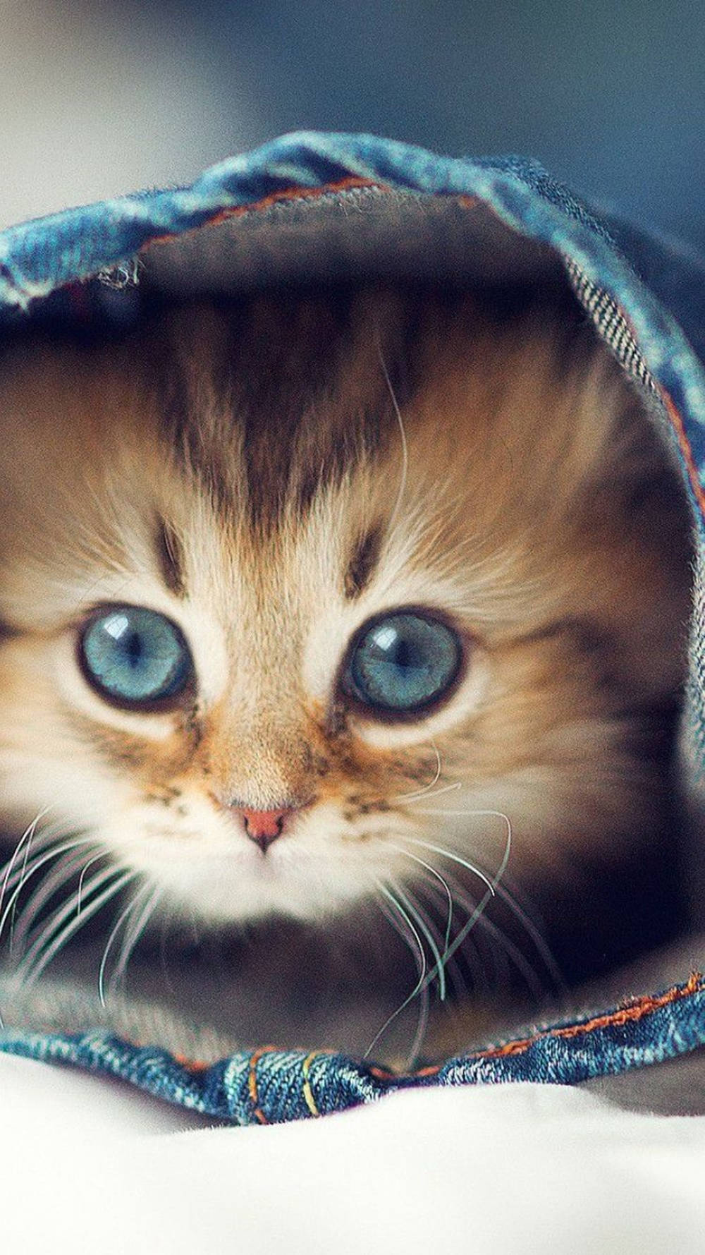 Blue Eyed Siberian Cat Iphone