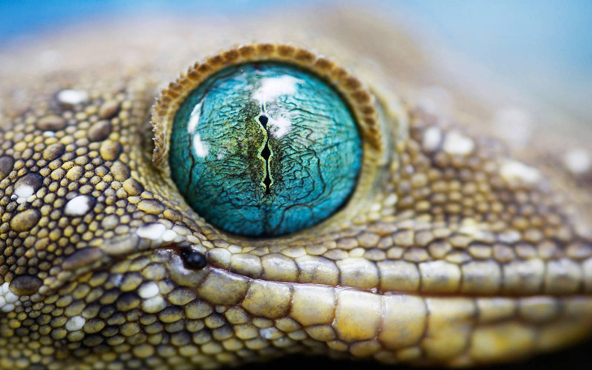 Blue-eyed Tokay Gecko