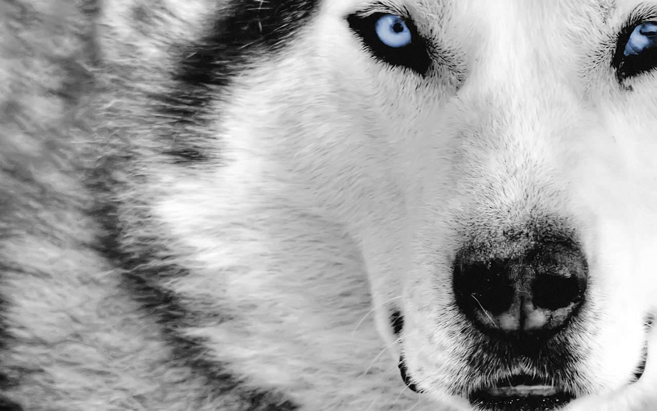 Blue-eyed Wolf Coolest Desktop Background