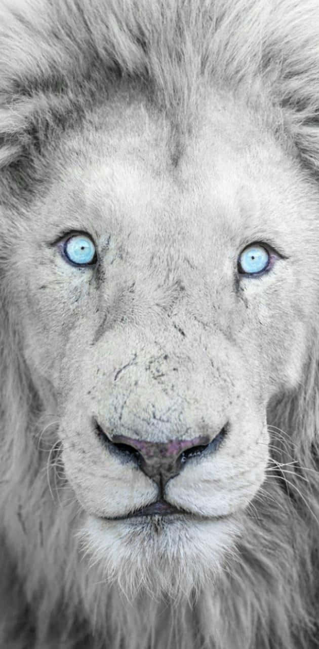 Blue Eyes Black And White Lion Background