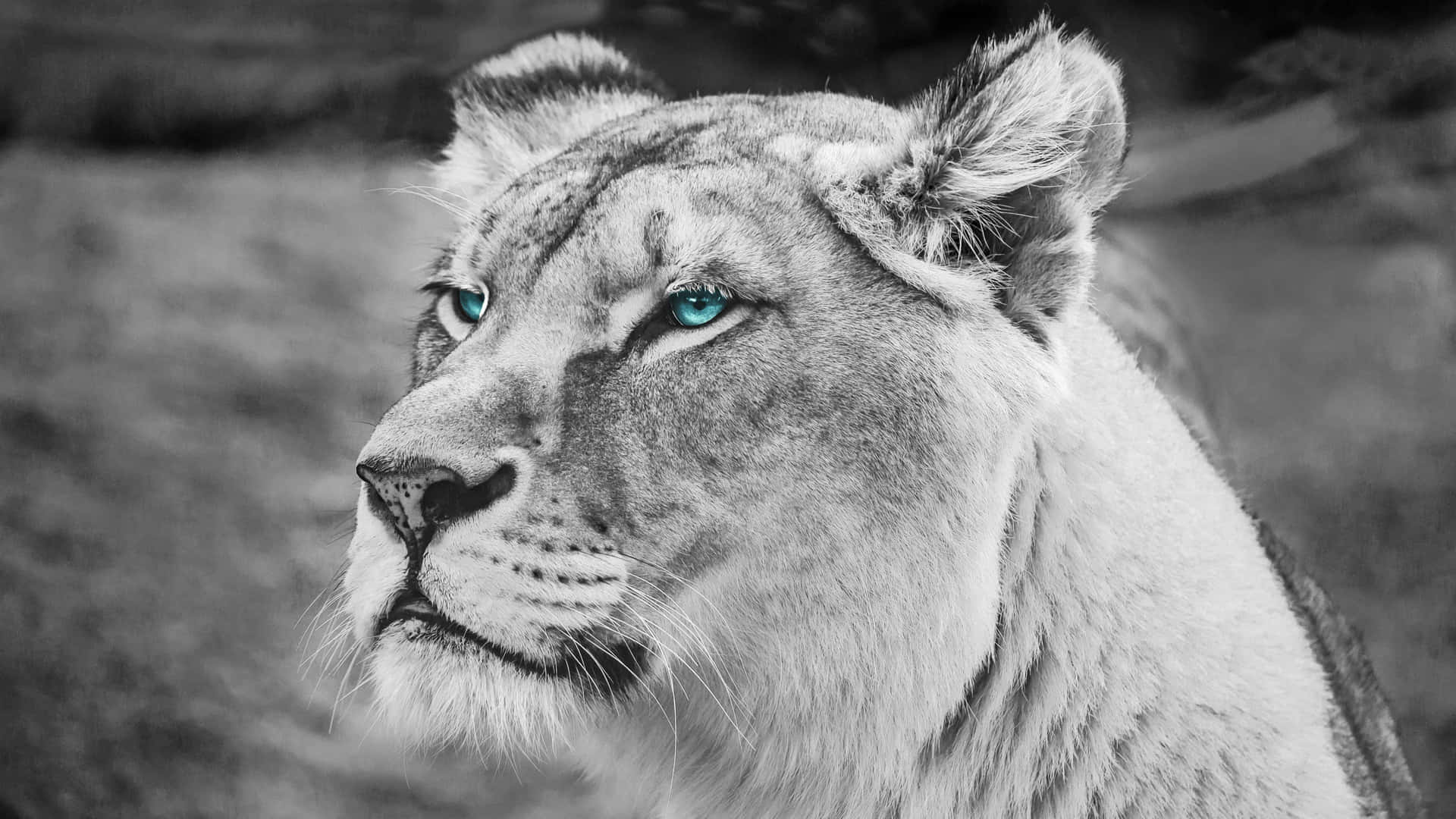 Blue Eyes Black And White Lion Background