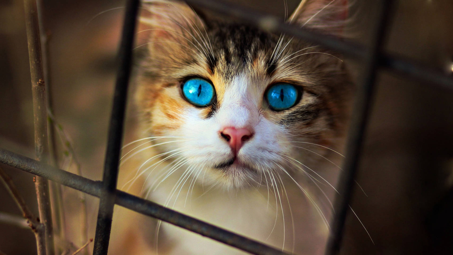 Blue Eyes Cute Cat Hd