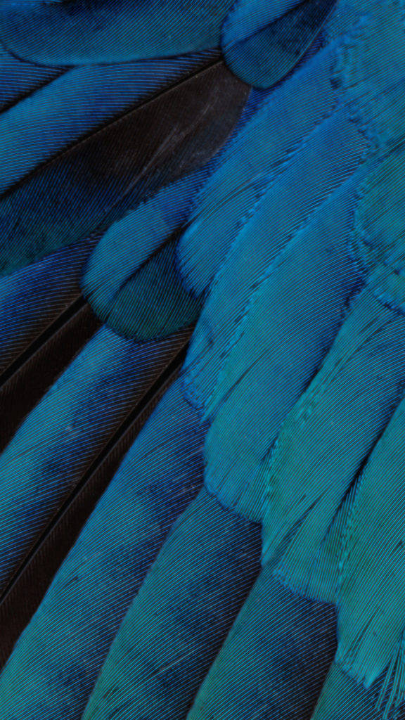 Blue Feather Art Iphone Background