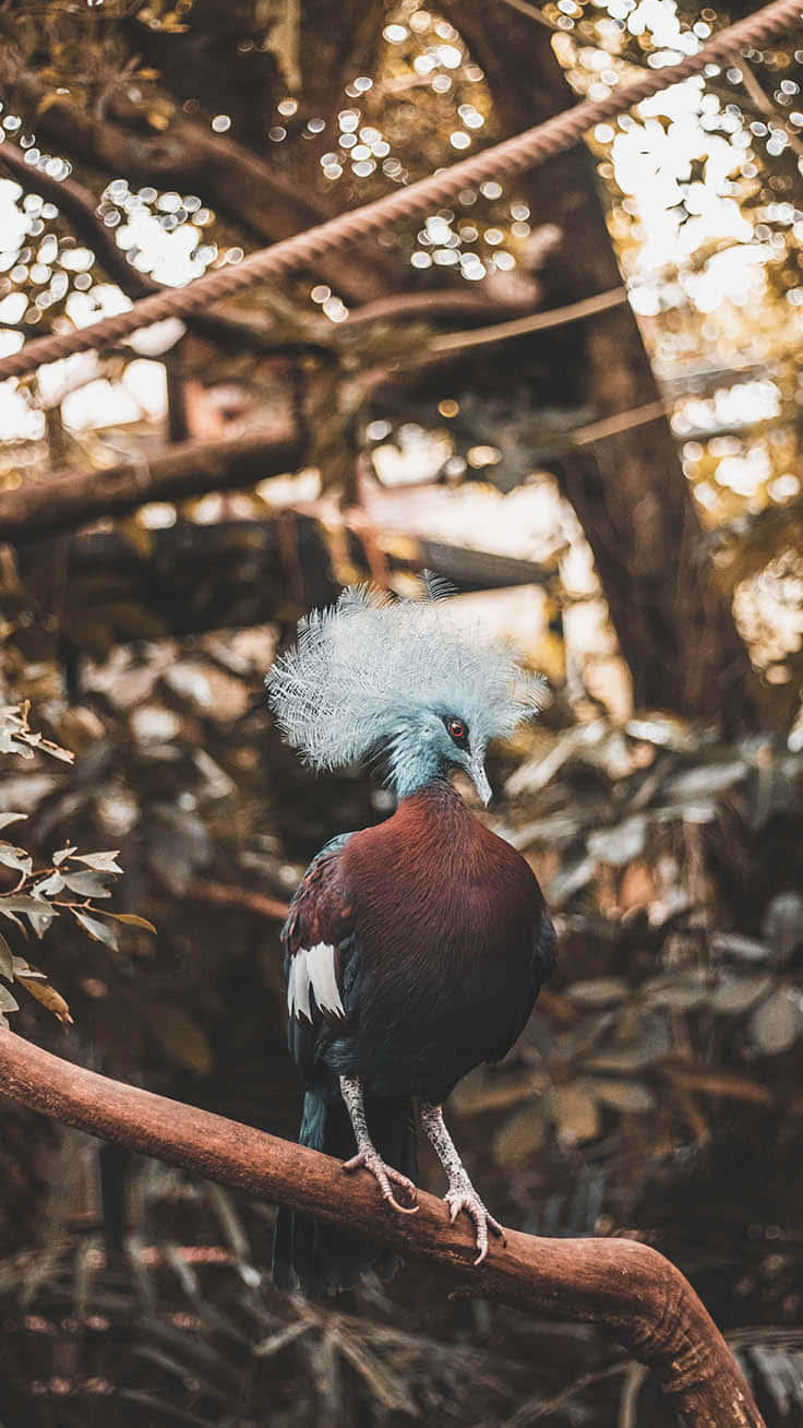 Blue Feather Crowned Pigeon Bird Iphone