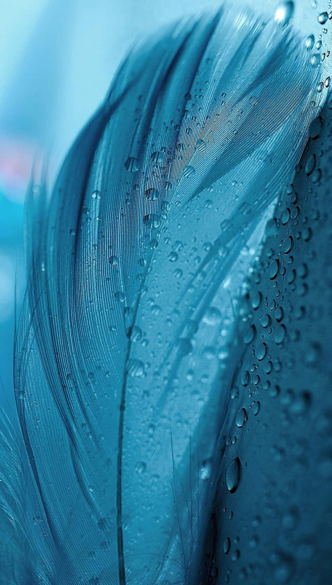 Blue Feather Dew Drops