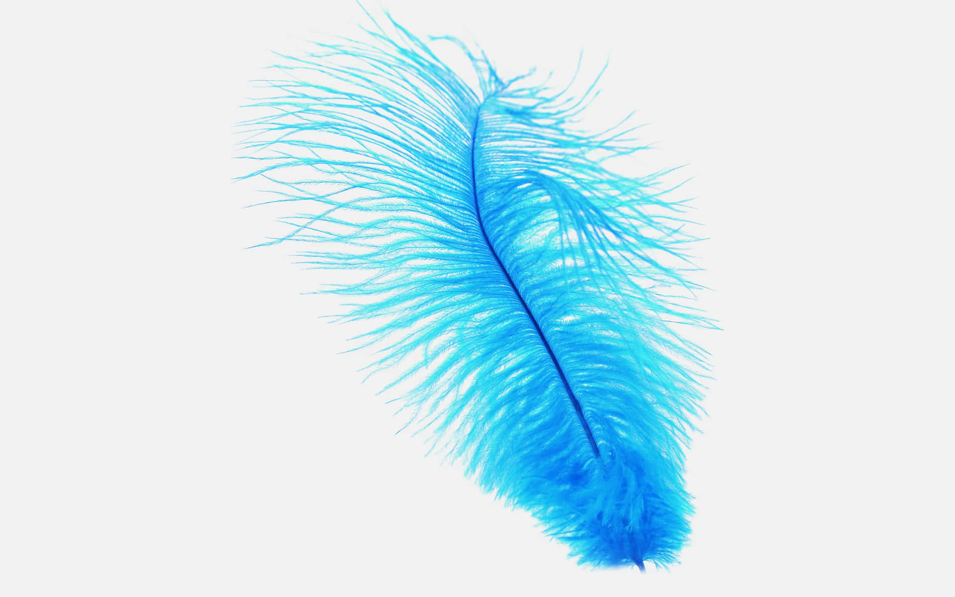 Blue Feather Isolated Background