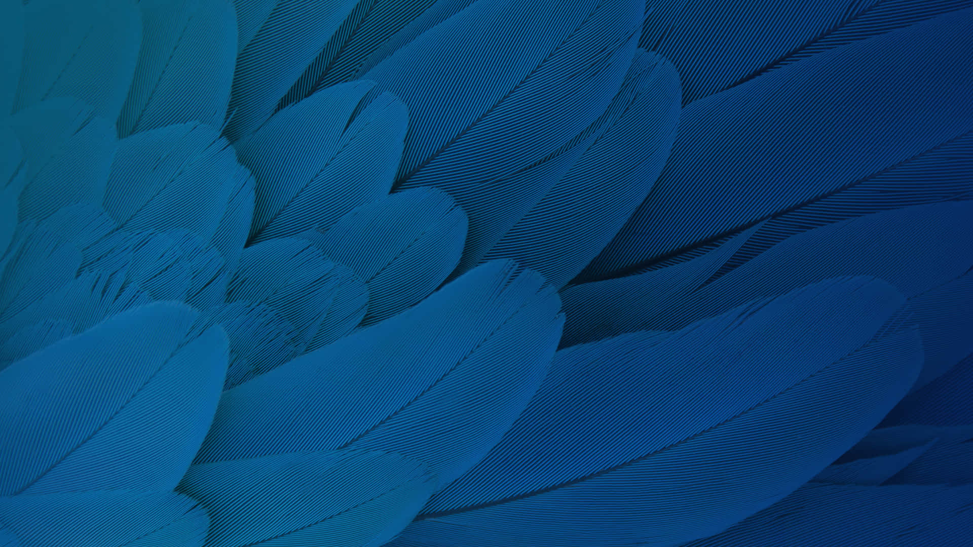 Blue Feather Texture Background Background