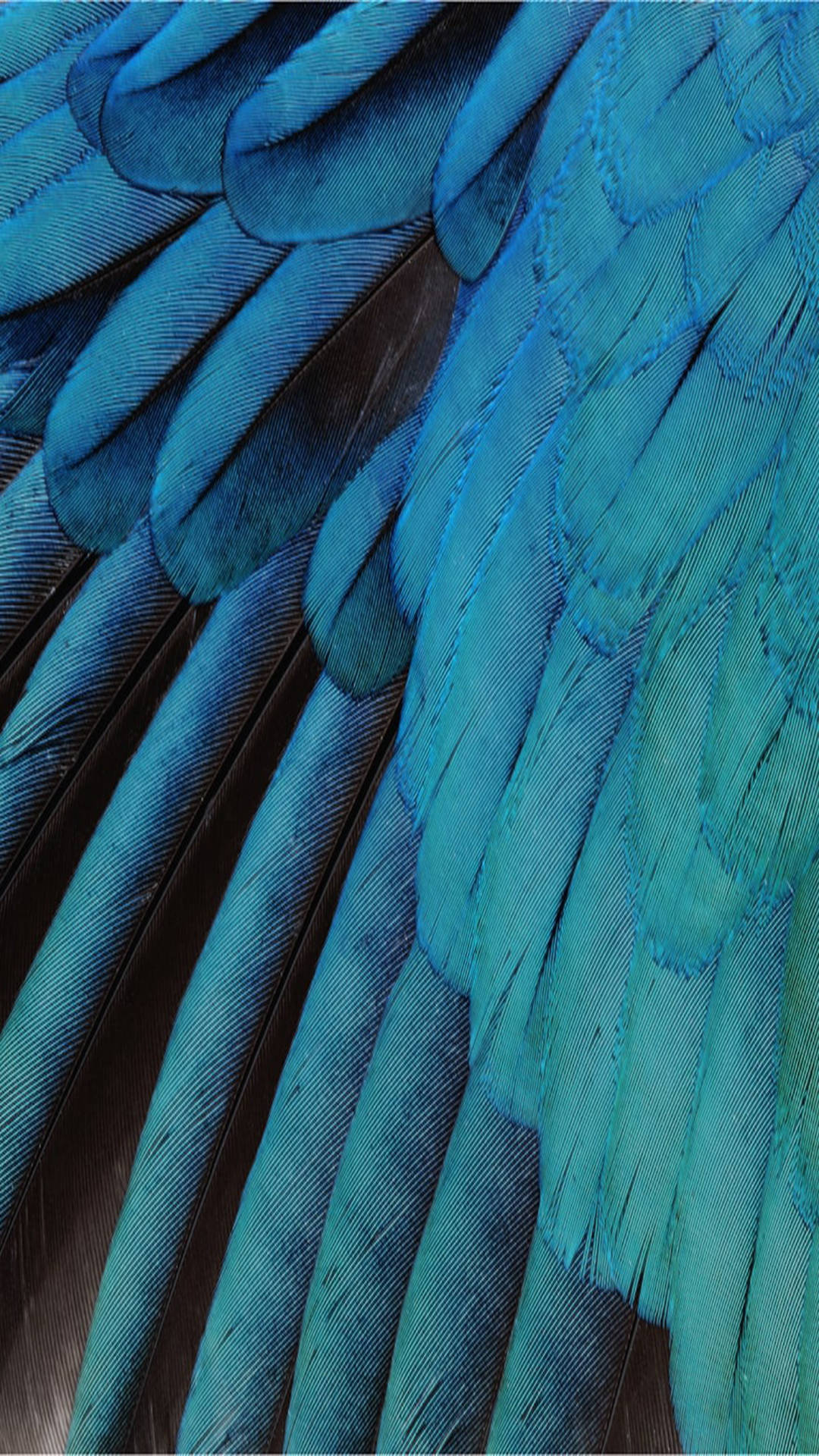 Blue Feather Wings Ios Default Background