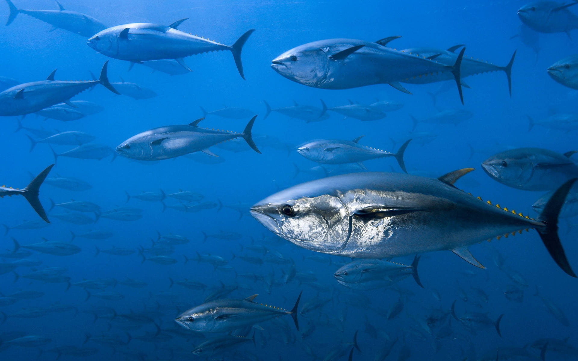 Blue Fin Tuna Fishes Underwater Background