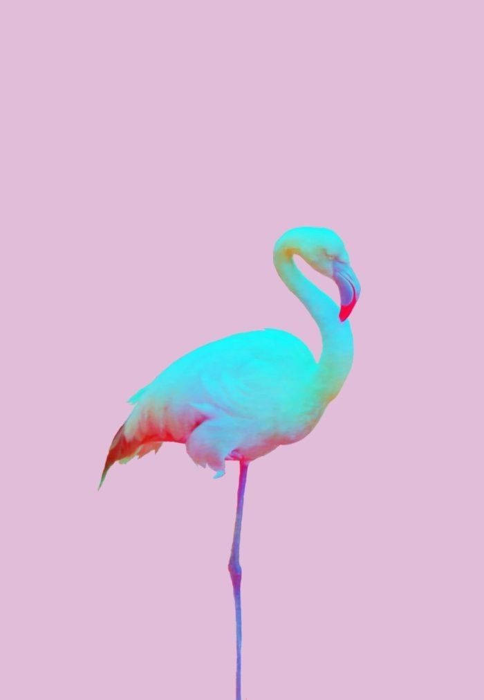 Blue Flamingo On Pastel Pink Background
