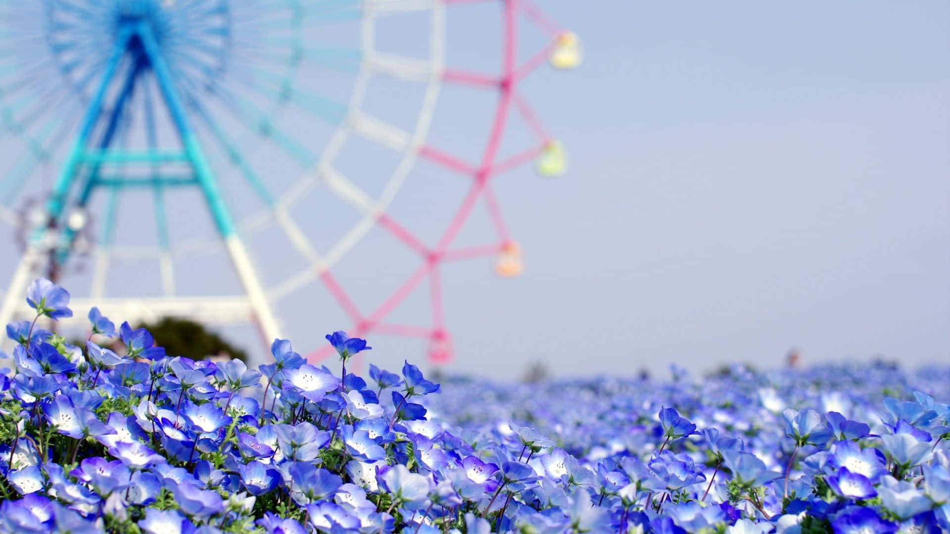 Blue Flax Tumblr Flowers Desktop Background