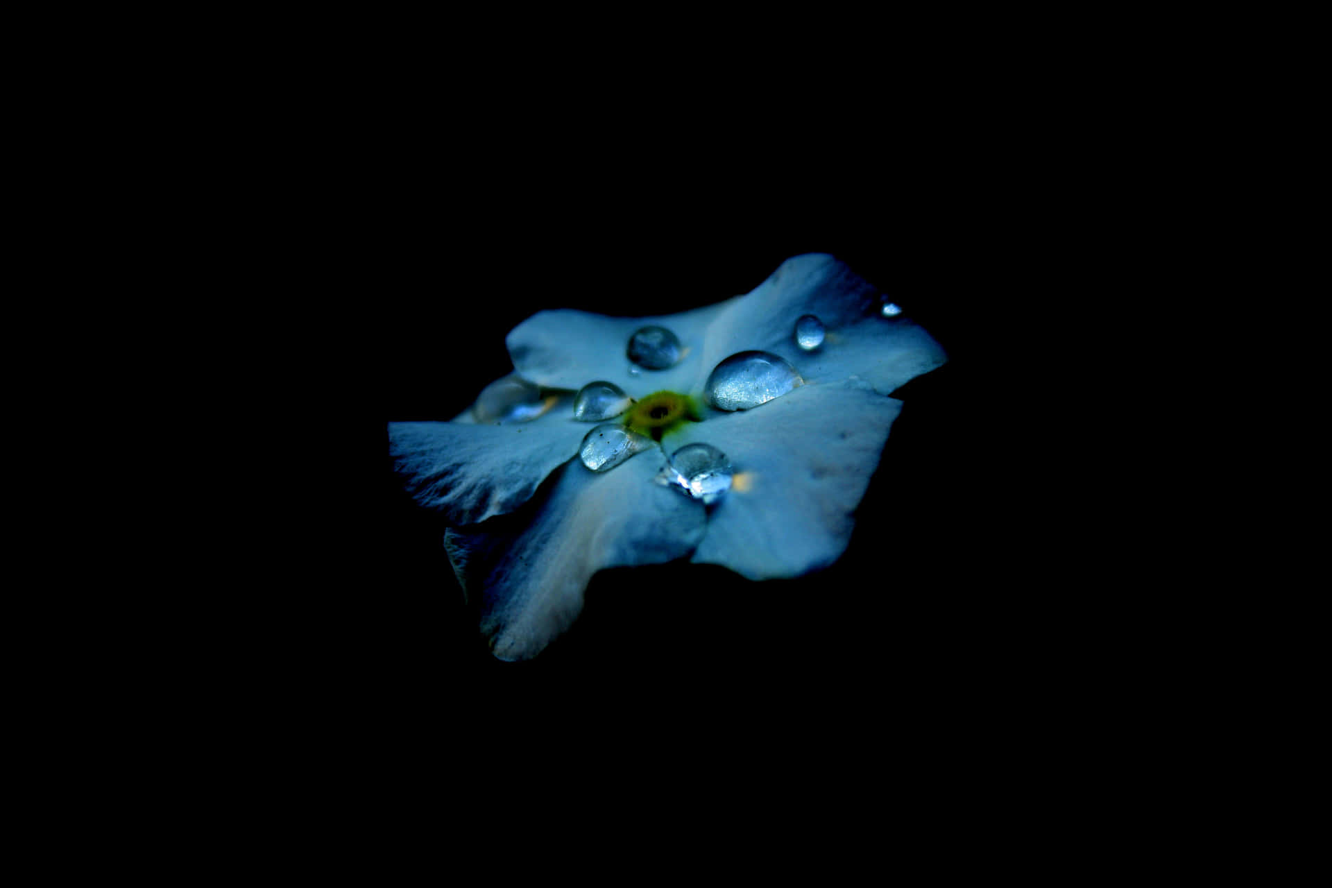 Blue Flower 8k Ultra Hd Amoled