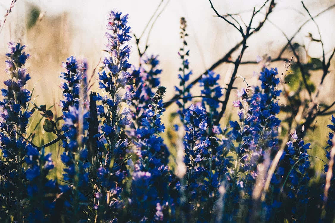 Blue Flower Beauty Background