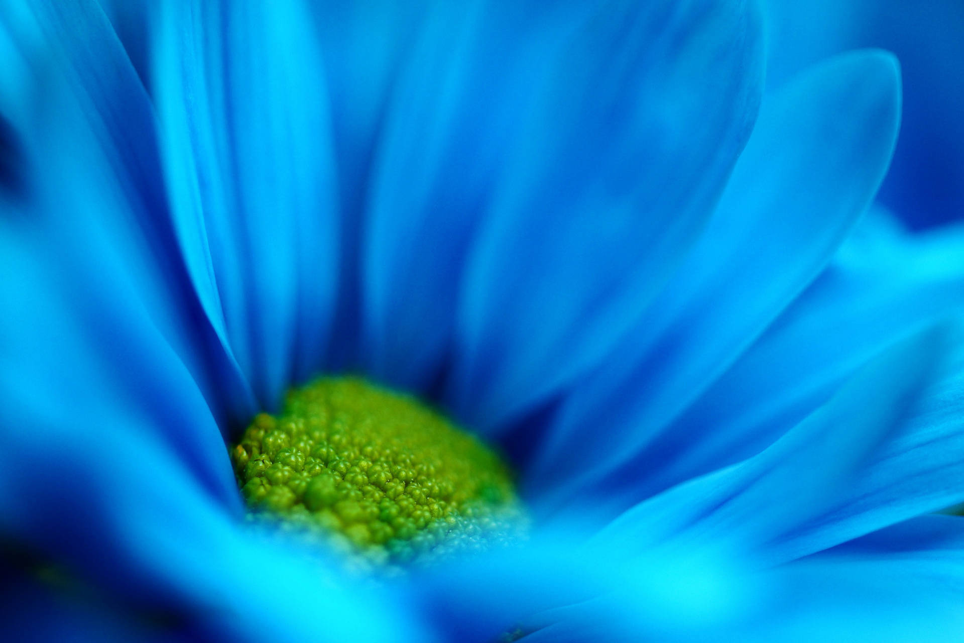 Blue Flower Daisy Background