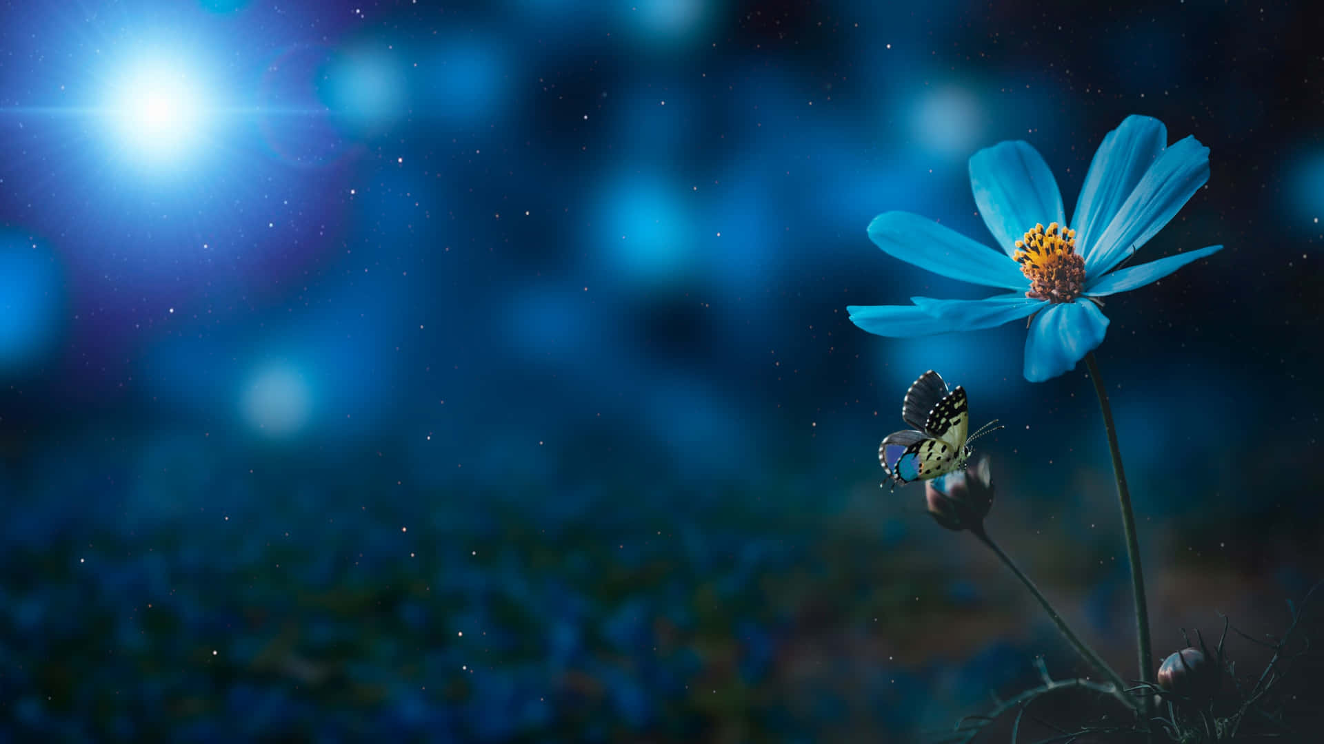 Blue Flower Desktop Butterfly Background