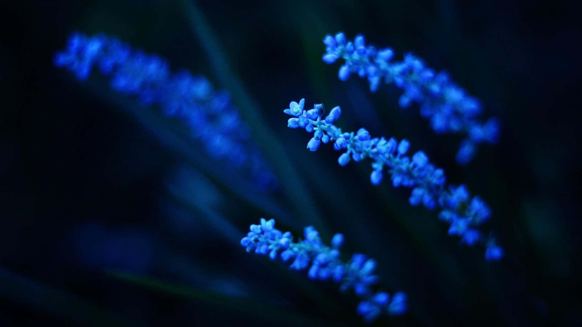 Blue Flower Desktop Glowing In The Dark Background