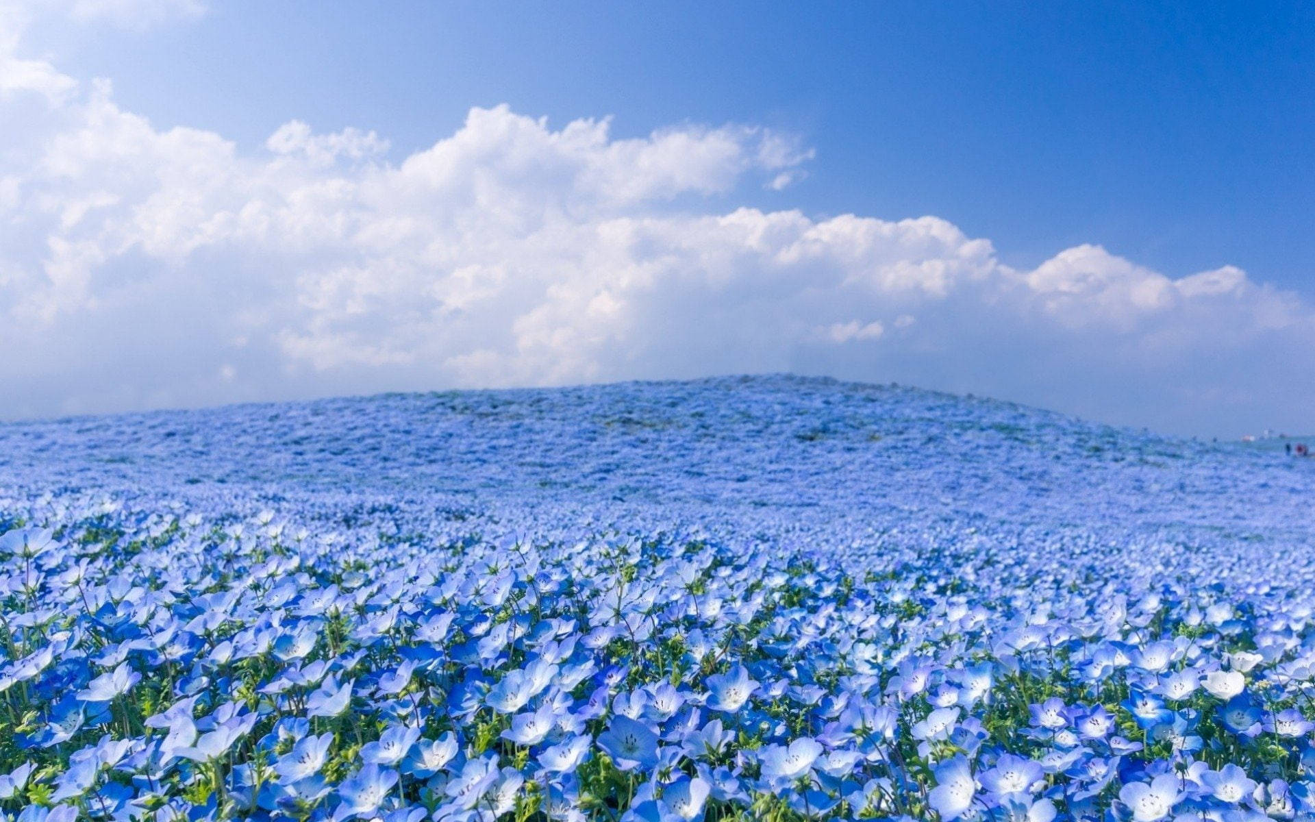 Blue Flower Field Blue Sky