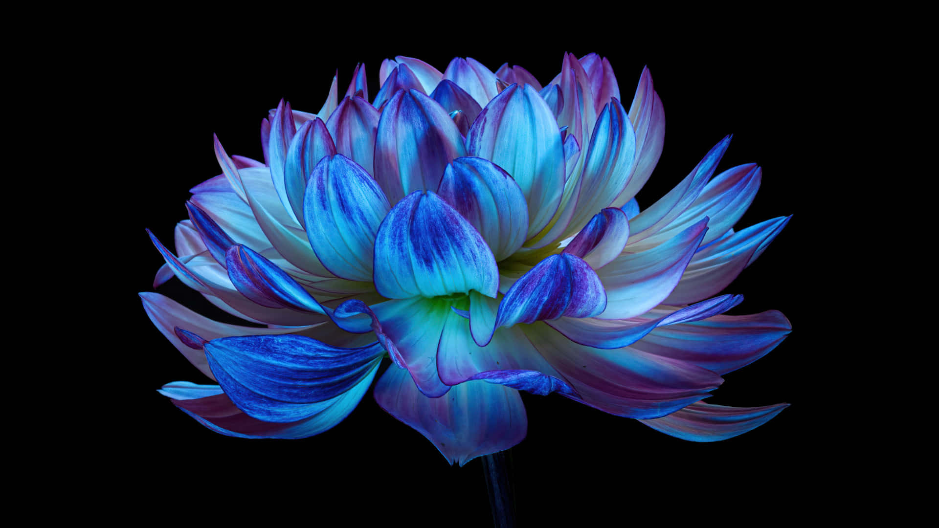 Blue Flower In The Dark Desktop Background